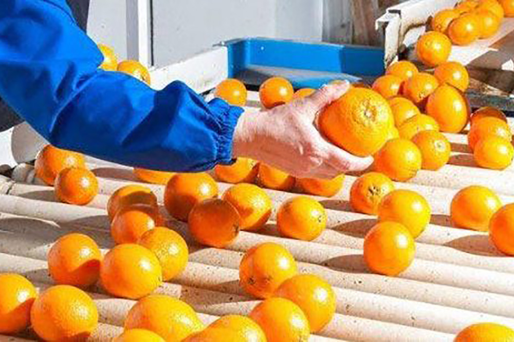 خرید از باغ و مساله ی کیفیت