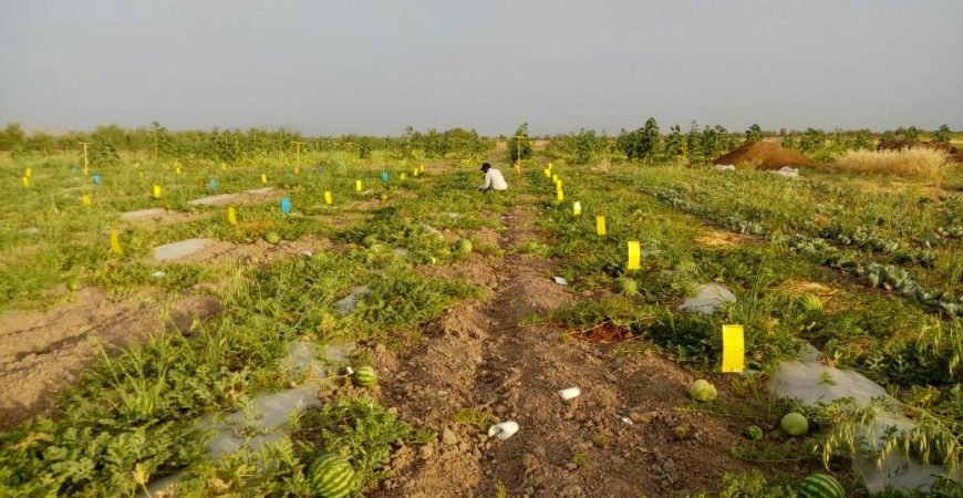 کشاورزی مسئولانه چیست