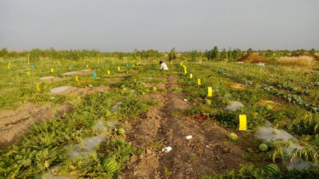 کشاورزی مسئولانه چیست