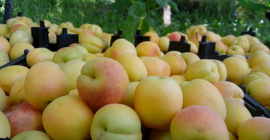 خرید آنلاین زردآلوی نوری جوشان کرمان