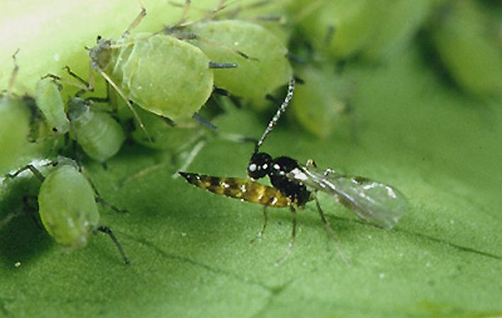 حشرات پارازیت