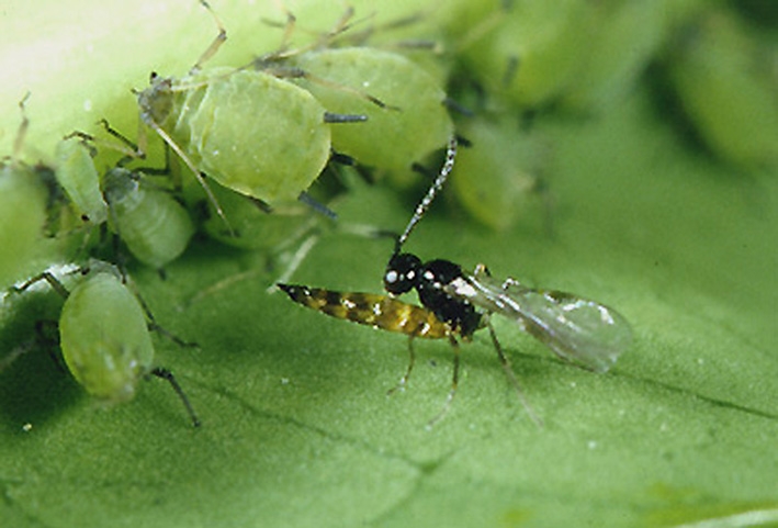 حشرات پارازیت