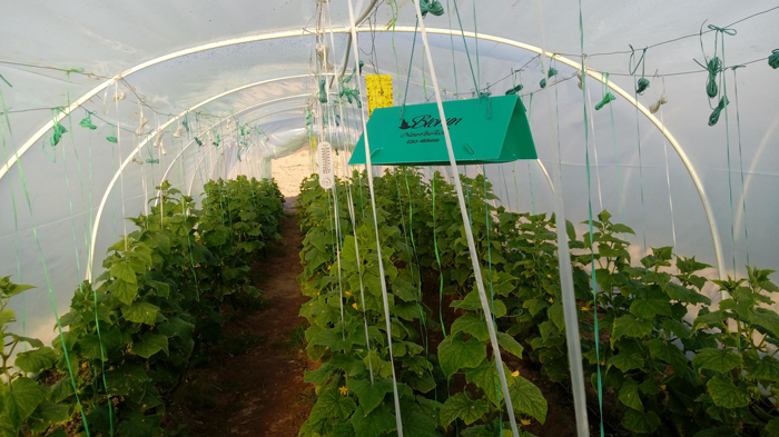 کود ارگانیک