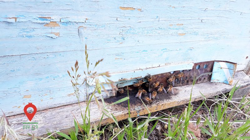 عسل آذربایجان