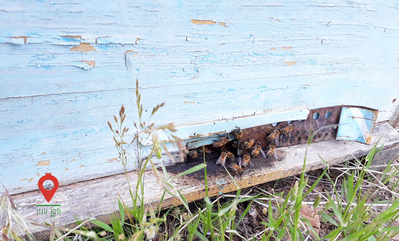 عسل آذربایجان