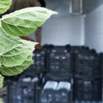 سرمایه گذاری حمل و نقل استاندارد