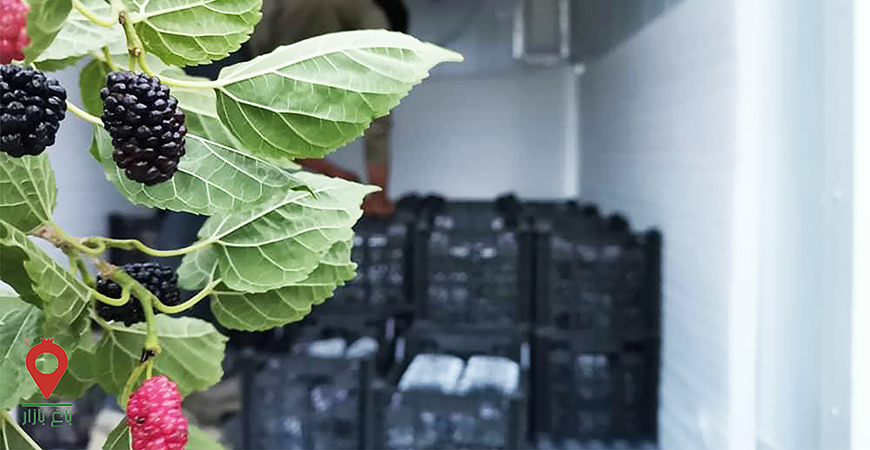 سرمایه گذاری حمل و نقل استاندارد