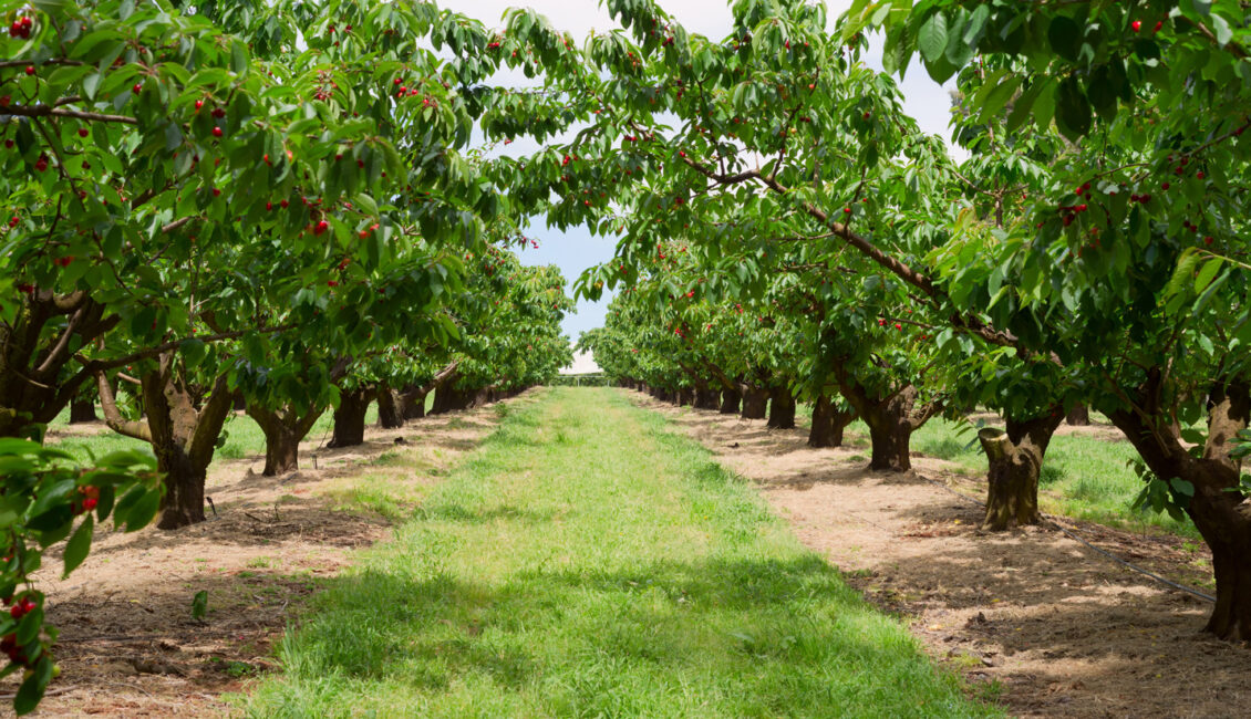چرا سرمایه گذاری در املاک کشاورزی