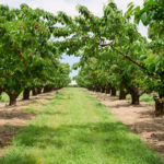 چرا سرمایه گذاری در املاک کشاورزی