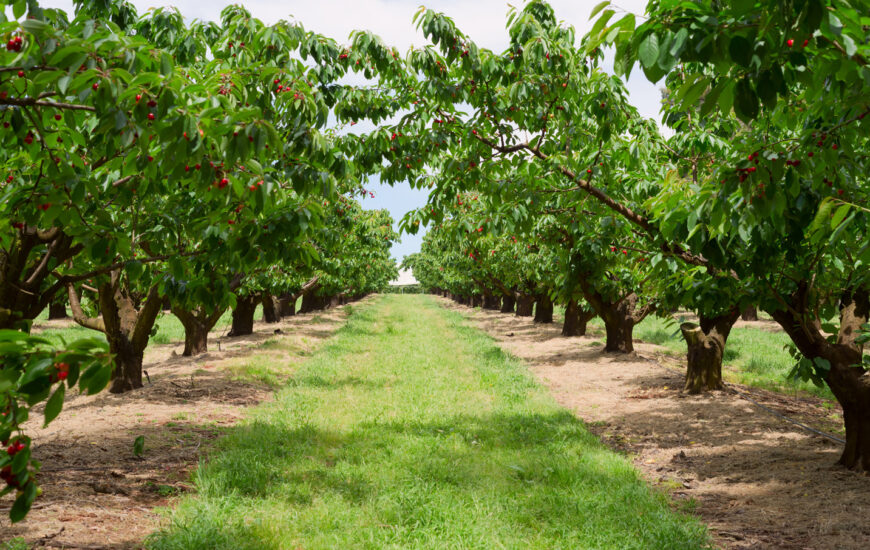 چرا سرمایه گذاری در املاک کشاورزی