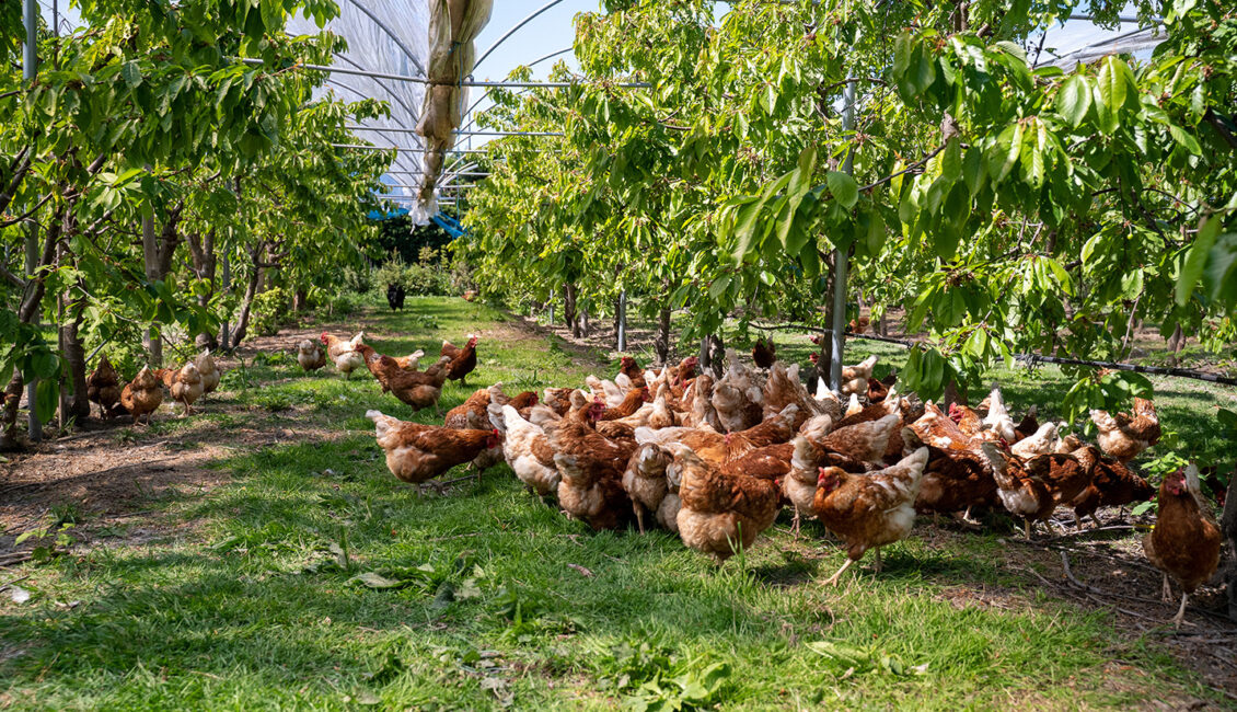 کشاورزی ترکیبی