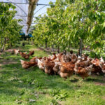 کشاورزی ترکیبی