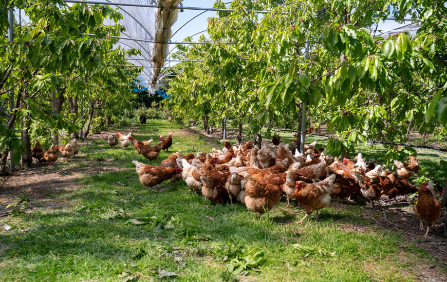 کشاورزی ترکیبی