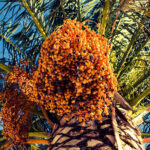 تشریح مدل ارزش آفرینی باغ بازار