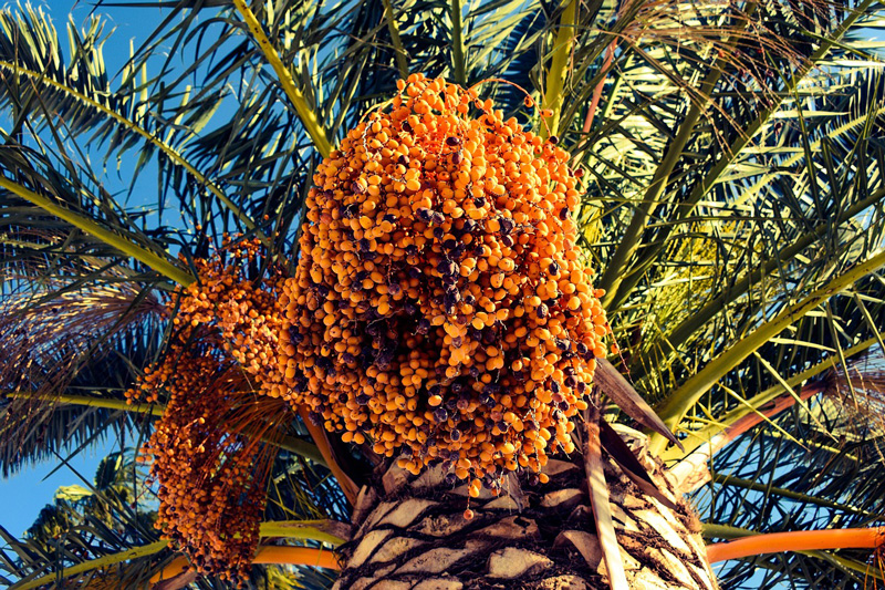 تشریح مدل ارزش آفرینی باغ بازار