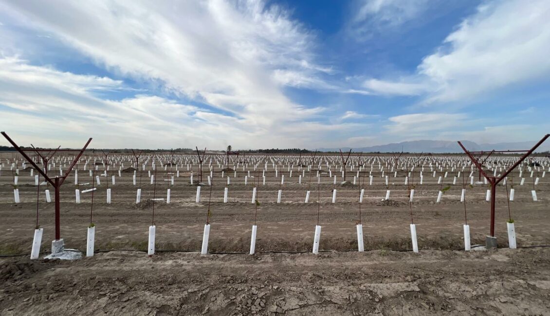 چرا احداث باغ های نسل جدید برای کشور ضروری است؟