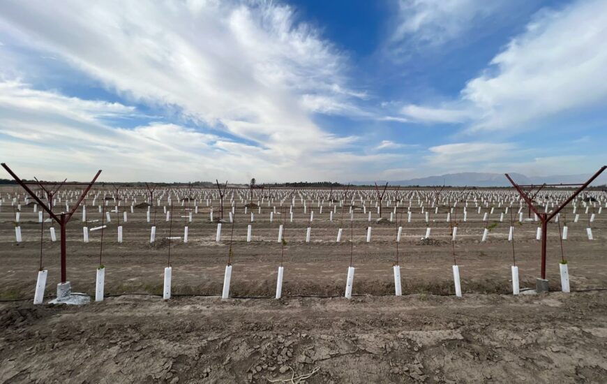 چرا احداث باغ های نسل جدید برای کشور ضروری است؟