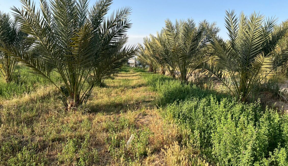 اجاره به شرط تملیک درختان باغ