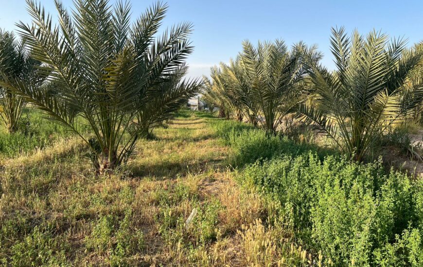 اجاره به شرط تملیک درختان باغ