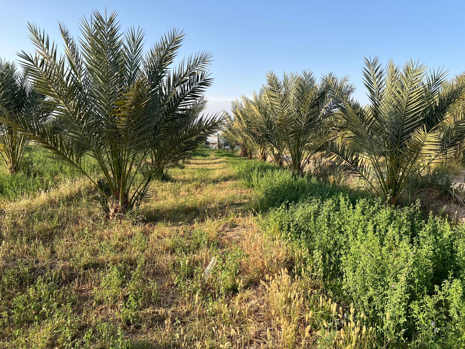 اجاره به شرط تملیک درختان باغ