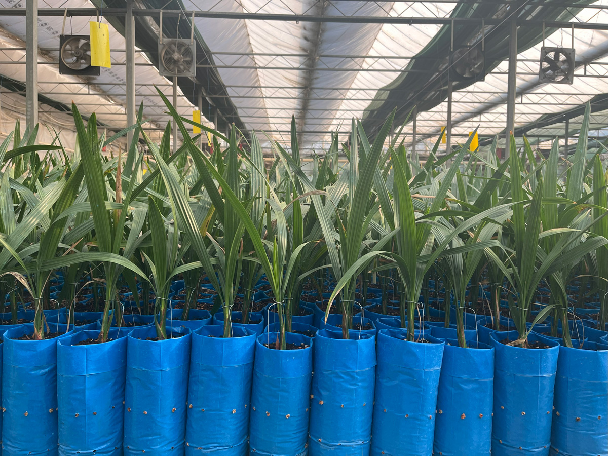 باغچه کلوته